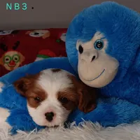 N B 3, a male Cavalier King Charles Spaniel for sale in Akeley, MN – Photo 3 of 3