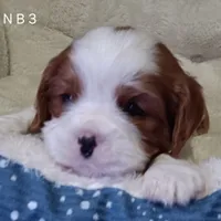 N B 3, a male Cavalier King Charles Spaniel for sale in Akeley, MN – Photo 2 of 3