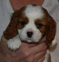 N B 3, a male Cavalier King Charles Spaniel for sale in Akeley, MN – Photo 1 of 3