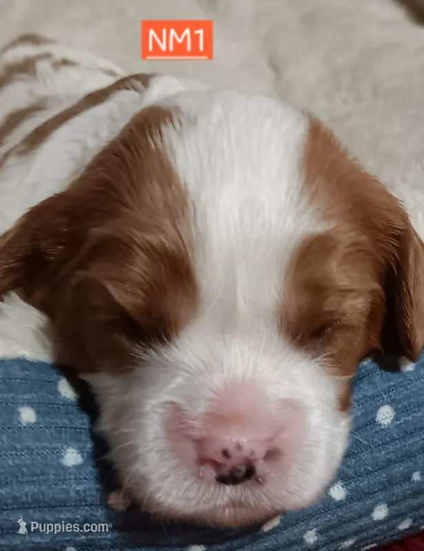 NM1 – Cavalier King Charles Spaniel puppy for sale in Akeley, MN