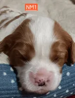 NM1, a male Cavalier King Charles Spaniel for sale in Akeley, MN – 1 of 1