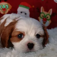 N B 5, a male Cavalier King Charles Spaniel for sale in Akeley, MN – Photo 4 of 5