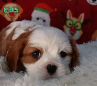 N B 5, a male Cavalier King Charles Spaniel for sale in Akeley, MN – Photo 4 of 5