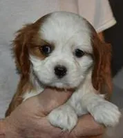 N B 5, a male Cavalier King Charles Spaniel for sale in Akeley, MN – Photo 1 of 5