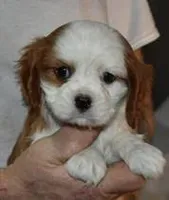 N B 5, a male Cavalier King Charles Spaniel for sale in Akeley, MN – Photo 1 of 5