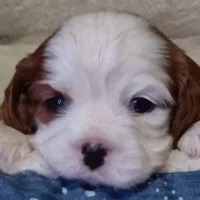 N B 5, a male Cavalier King Charles Spaniel for sale in Akeley, MN – Photo 2 of 5