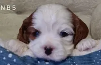 N B 5, a male Cavalier King Charles Spaniel for sale in Akeley, MN – Photo 2 of 5