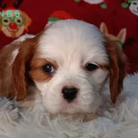 N B 5, a male Cavalier King Charles Spaniel for sale in Akeley, MN – Photo 3 of 5