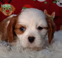 N B 5, a male Cavalier King Charles Spaniel for sale in Akeley, MN – Photo 3 of 5