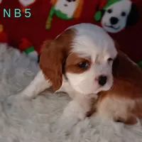 N B 5, a male Cavalier King Charles Spaniel for sale in Akeley, MN – Photo 5 of 5