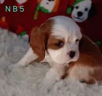 N B 5, a male Cavalier King Charles Spaniel for sale in Akeley, MN – Photo 5 of 5