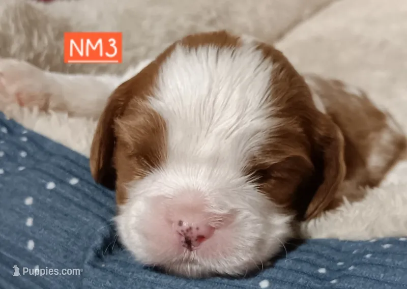 NM3 – Cavalier King Charles Spaniel puppy for sale in Akeley, MN