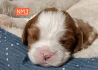 NM3, a male Cavalier King Charles Spaniel for sale in Akeley, MN – 1 of 1
