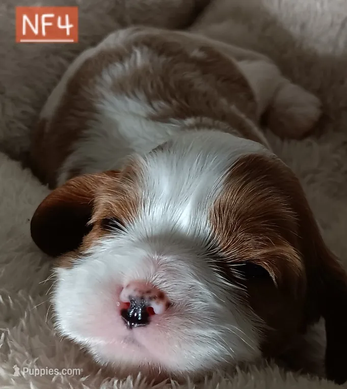 NF4 – Cavalier King Charles Spaniel puppy for sale in Akeley, MN
