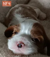 NF4, a female Cavalier King Charles Spaniel for sale in Akeley, MN – 1 of 1