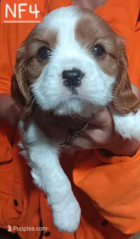 NF4 – Cavalier King Charles Spaniel puppy for sale in Akeley, MN