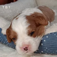 processed/cf760fe7-9f06-430c-bf9b-612948cd3a4c/listing/e7f62b60-cf1e-4573-b58f-8ccc90580b33/18c8ff41-78d0-4c50-9e22-98d5518f6eb5