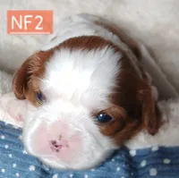 NF2, a female Cavalier King Charles Spaniel for sale in Akeley, MN – 1 of 1