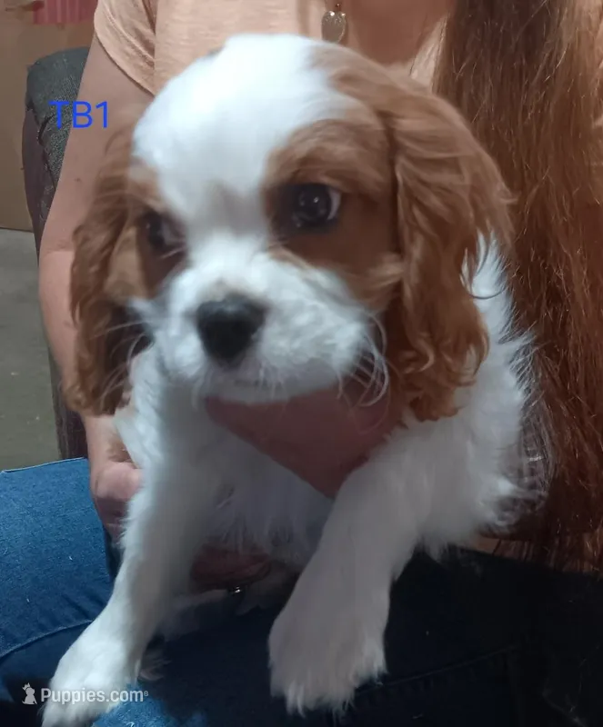 N B 5, a male Cavalier King Charles Spaniel for sale in Akeley, MN – Photo 1 of 2