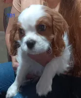 N B 5, a male Cavalier King Charles Spaniel for sale in Akeley, MN – Photo 1 of 2