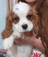 N B 5, a male Cavalier King Charles Spaniel for sale in Akeley, MN – Photo 2 of 2