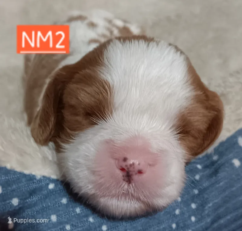 NM2 – Cavalier King Charles Spaniel puppy for sale in Akeley, MN