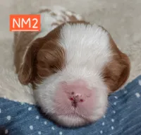 NM2, a male Cavalier King Charles Spaniel for sale in Akeley, MN – 1 of 1