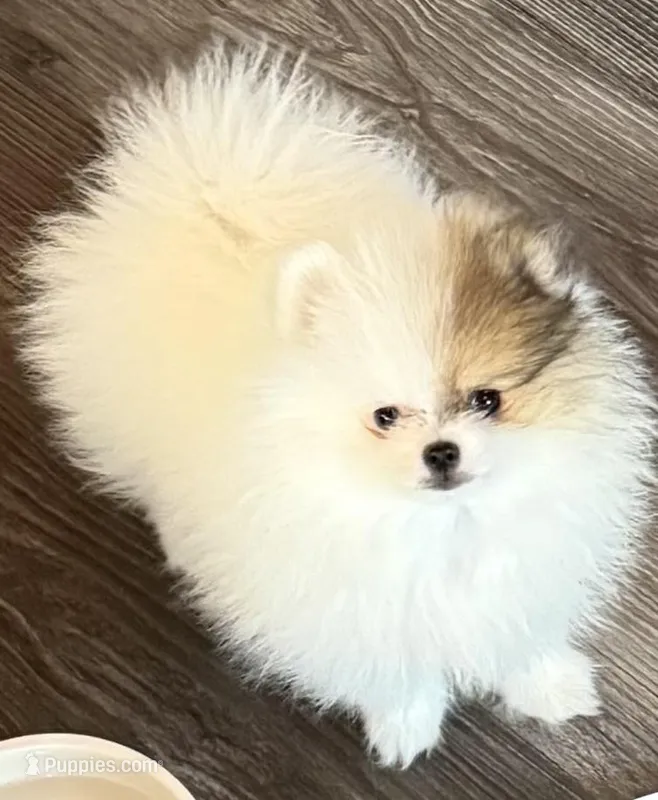 Lili – Pomeranian puppy for sale in Twin Lakes, WI