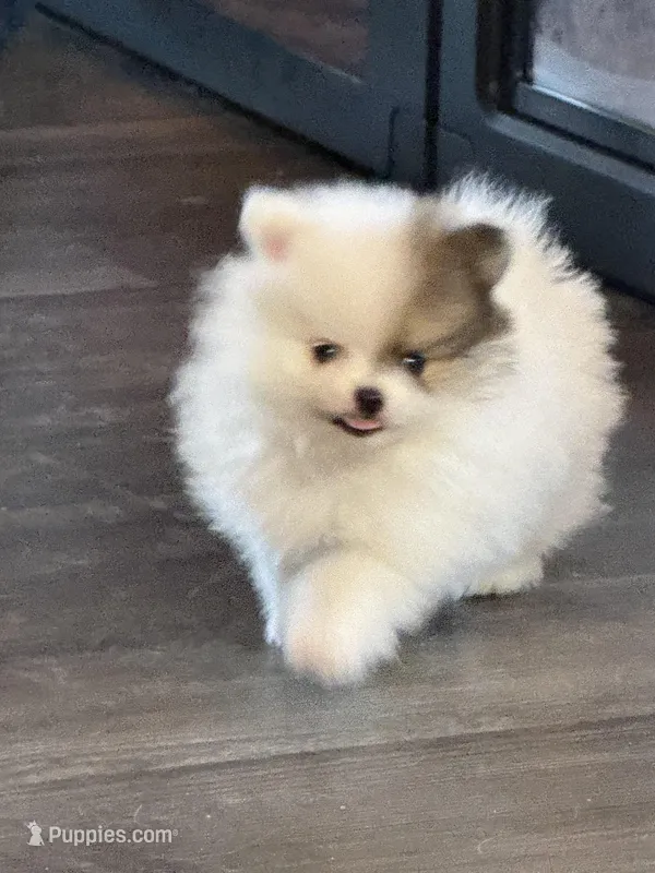 Lili – Pomeranian puppy for sale in Twin Lakes, WI