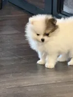 Lili, a female Pomeranian for sale in Twin Lakes, WI – Photo 2 of 3