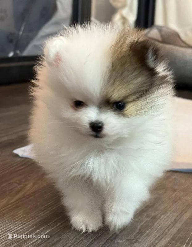 Lili, a female Pomeranian for sale in Twin Lakes, WI – Photo 1 of 3