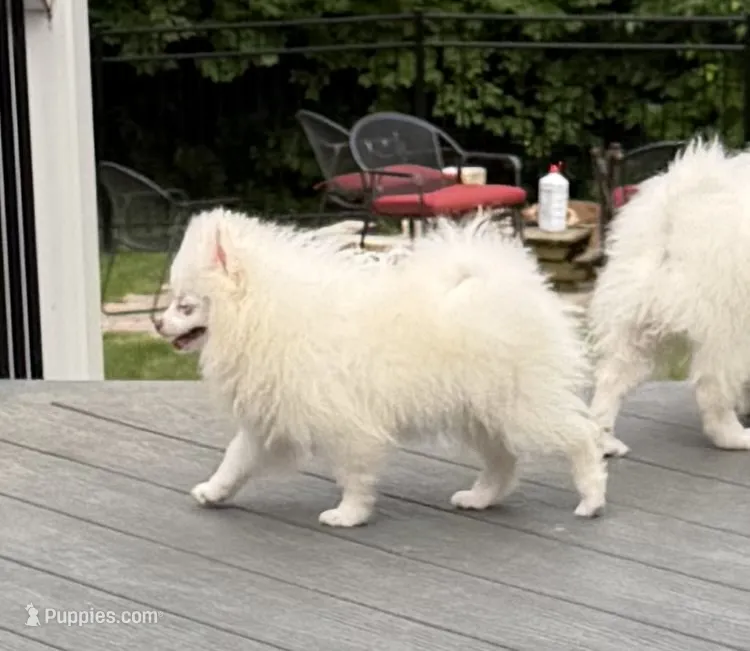 Breacca – Pomeranian puppy for sale in Twin Lakes, WI