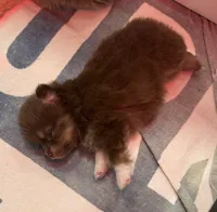 Teddy, a male Pomeranian for sale in Twin Lakes, WI – 2 of 2