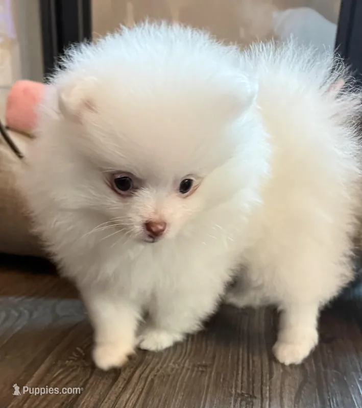 Breacca – Pomeranian puppy for sale in Twin Lakes, WI
