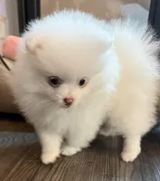 Breacca, a female Pomeranian for sale in Twin Lakes, WI – 2 of 7