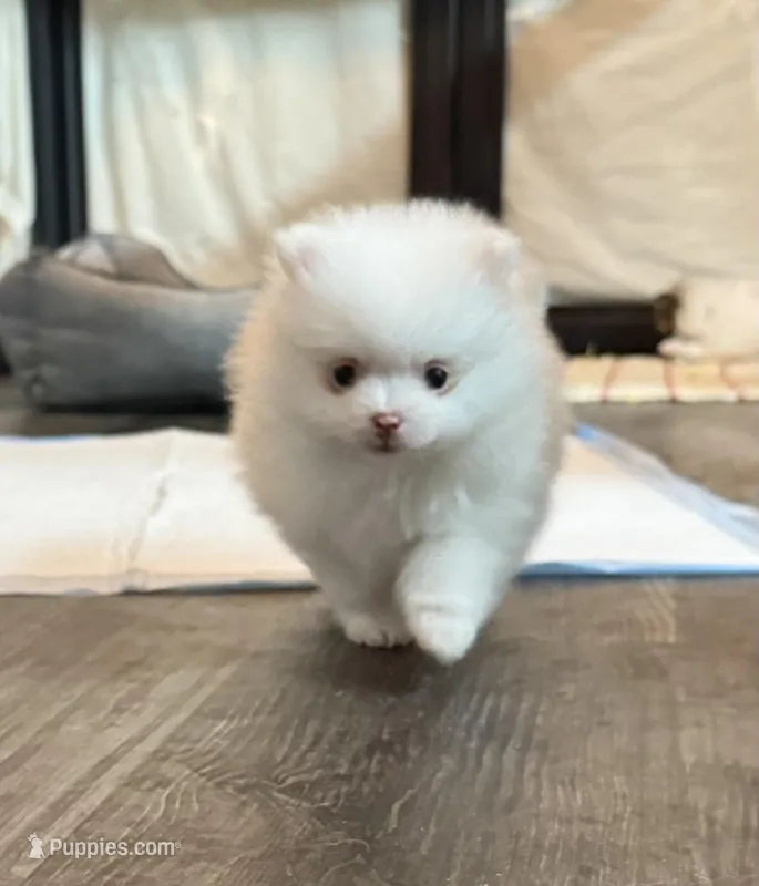 Breacca – Pomeranian puppy for sale in Twin Lakes, WI