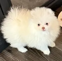 Breacca, a female Pomeranian for sale in Twin Lakes, WI – 1 of 7