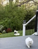 Breacca, a female Pomeranian for sale in Twin Lakes, WI – 7 of 7
