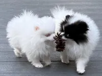 Breacca, a female Pomeranian for sale in Twin Lakes, WI – 6 of 7