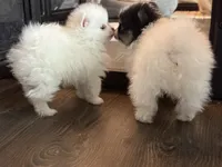 Breacca, a female Pomeranian for sale in Twin Lakes, WI – Photo 2 of 3