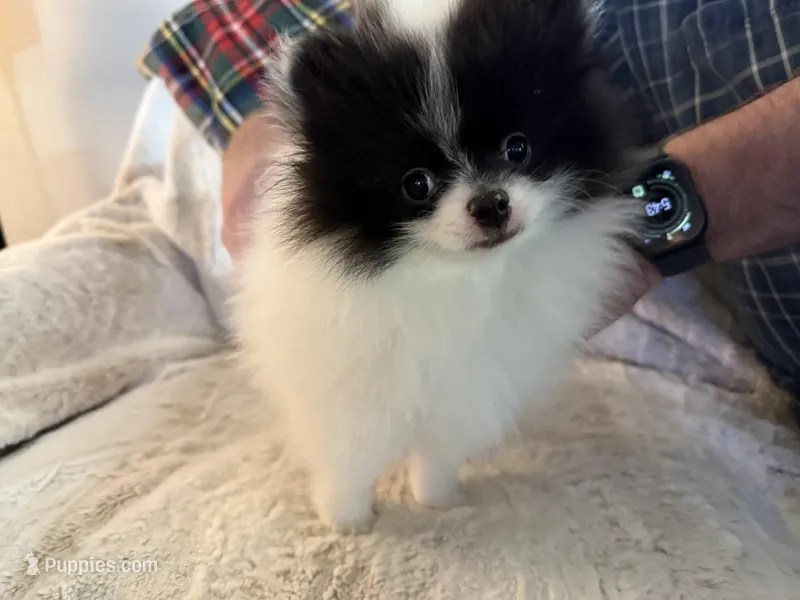 Baby Bat – Pomeranian puppy for sale in Twin Lakes, WI
