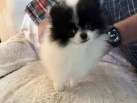 Baby Bat, a male Pomeranian for sale in Twin Lakes, WI – 1 of 9