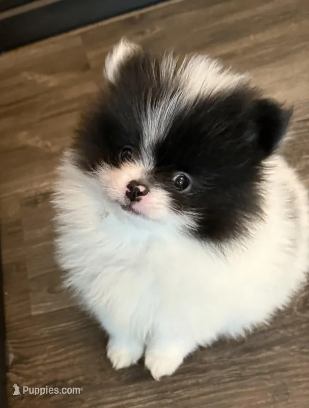 Baby Bat – Pomeranian puppy for sale in Twin Lakes, WI