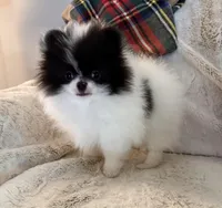 Baby Bat, a male Pomeranian for sale in Twin Lakes, WI – 8 of 9