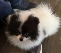 Baby Bat, a male Pomeranian for sale in Twin Lakes, WI – 9 of 9
