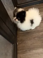 Baby Bat, a male Pomeranian for sale in Twin Lakes, WI – Photo 2 of 3