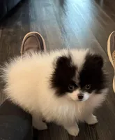 Baby Bat, a male Pomeranian for sale in Twin Lakes, WI – 7 of 9