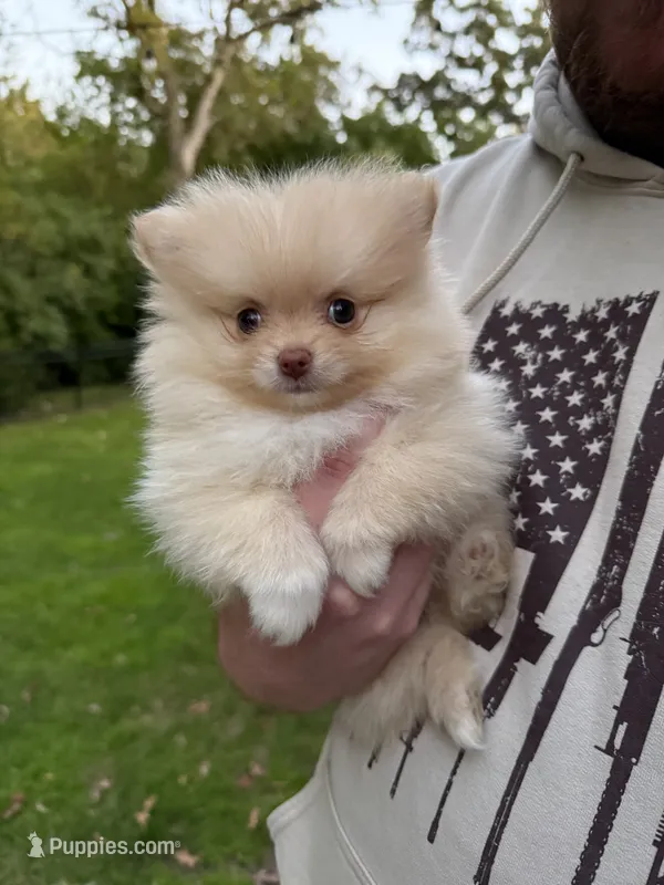 Puff – Pomeranian puppy for sale in Twin Lakes, WI