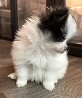 Morgen, a female Pomeranian for sale in Twin Lakes, WI – Photo 4 of 4