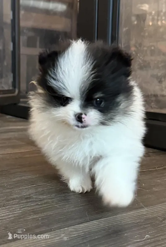 Morgen – Pomeranian puppy for sale in Twin Lakes, WI